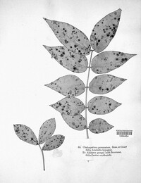 Nothopassalora personata image